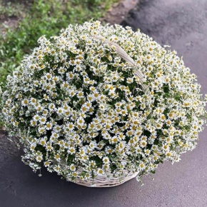 Композиция в корзине из 151 ромашки в Электрогорске