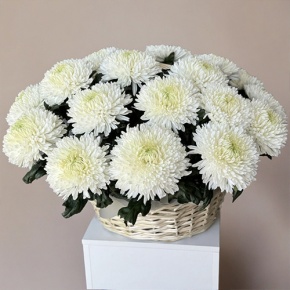 Композиция в корзине из 25 хризантем Магнум в Электрогорске