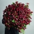Монобукет из 75 кустовых роз Марун (70 см) в Электрогорске Монобукет из 75 кустовых роз Марун (70 см) в Электрогорске