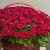 Композиция в корзине из 151 красной розы в Электрогорске Композиция в корзине из 151 красной розы в Электрогорске