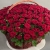 Композиция в корзине из 151 красной розы в Электрогорске Композиция в корзине из 151 красной розы в Электрогорске