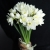 Букет из 25 нарциссов в Электрогорске Букет из 25 нарциссов в Электрогорске