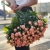 Букет из 39 нежных кустовых роз (80 см) в Электрогорске Букет из 39 нежных кустовых роз (80 см) в Электрогорске